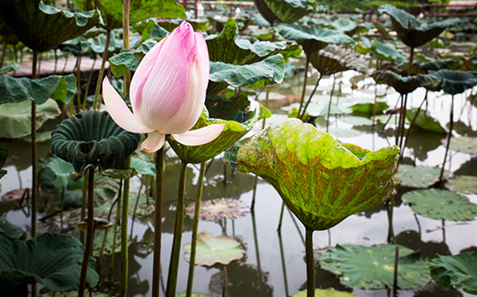 Ayutthaya Garden River Home Gallery