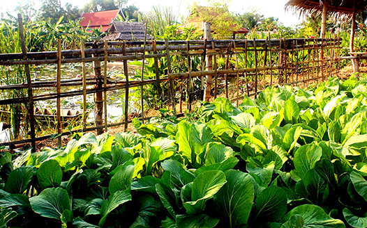 Ayutthaya Garden River Home Gallery