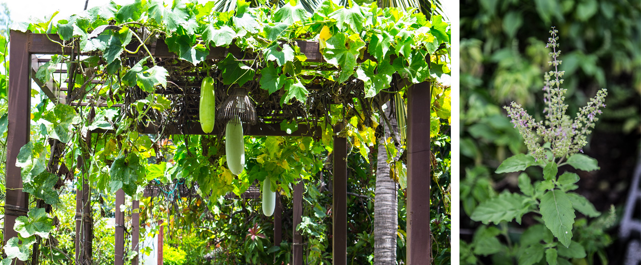 Organic Thai food at Ayutthaya Garden River Home Restaurant